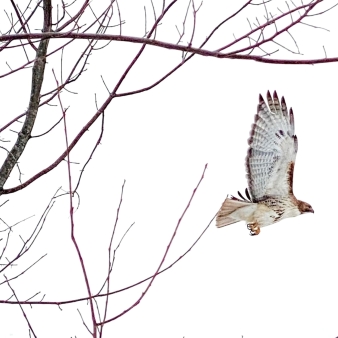 A hawk taking flight from winter tree (Instagram@unlockingconnecticut)