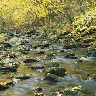 Rocks in a river in the woods (Shutterstock_103367813)