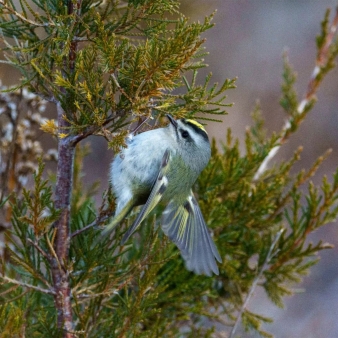 Un pájaro en un árbol (Instagram@jvbvphotos)