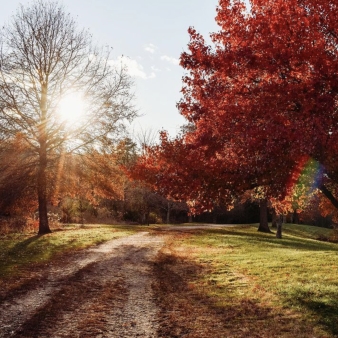 Sun coming through tree at Machimoodus State Park (Instagram@ash1ey_bergeron)