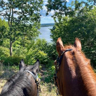 Two horses looking out through the trees at the water in the distance (Instagram@kathleenursini)