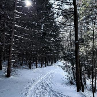 Sun shining through winter trees near a snow covered path (Instagram@ct_river_photos)