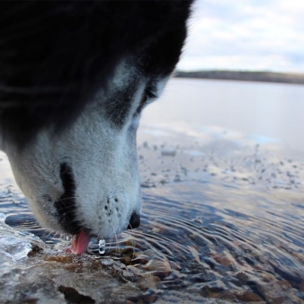 Un perro bebiendo agua helada a la orilla del lago (Instagram@kodafota)