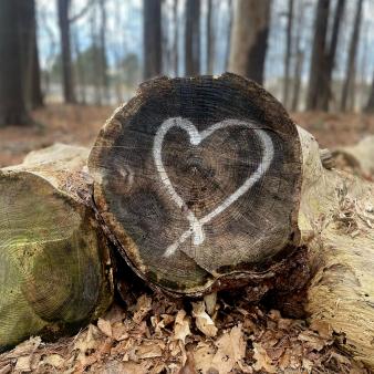 A heart drawn on the end of a log in the woods (Instagram@susankiddy)