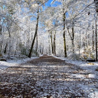 a path in the woods surrounded by snow covered trees (Instagram@chelseawanders)