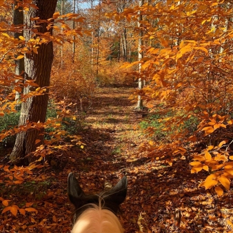 Cabalgata a través de hojas anaranjadas del otoño (Instagram@kellyryan.realestate)