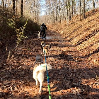 Three dogs running on one long leash in the woods (Instagram@sneakyfinch)