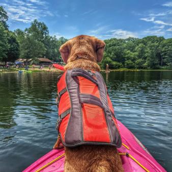 A dog kayaking (Instagram@bean_sprout928)