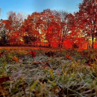 Red fall trees (Instagram@b_perkins203)