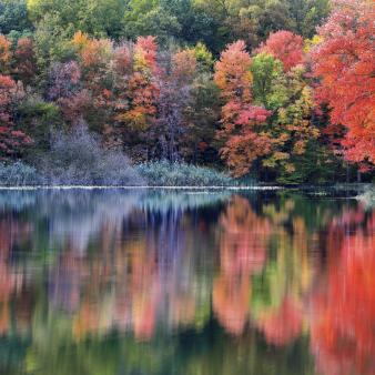 pond water reflecting fall trees (Flickr@Nd-Onyeaso)