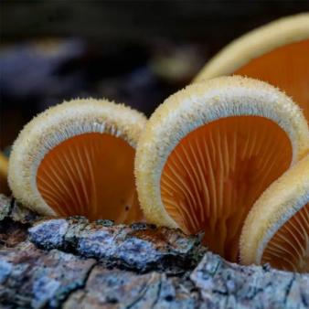 A closeup of mushrooms (Instagram@spored_outta_my_mind)