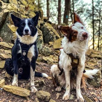 Dos perros sentados en el bosque (Instagram@beeadventureswithdogs)
