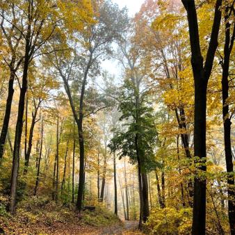 Una ruta de senderismo por el bosque en otoño (Instagram@tracyegilchrist)