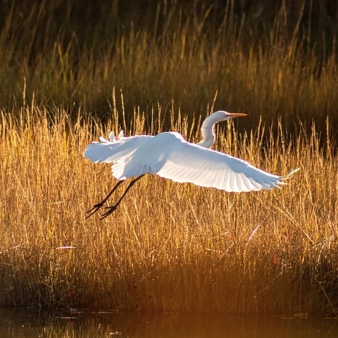 Wildlife birding observation at Rocky Neck State Park (Instagram@mnaylphotos)