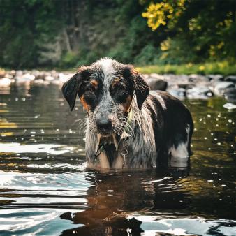 Un perro parado en el río (Instagram@sunshine.dog_.pack_)