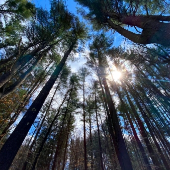 Sun flare coming through trees at Salt Rock State Campground (Instagram@kyles_travel_journal)