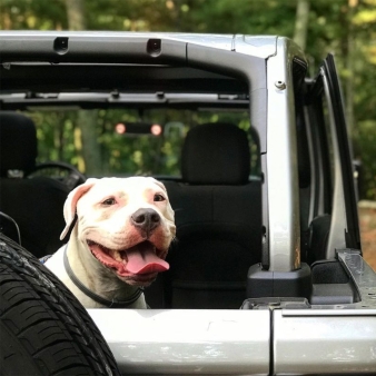 A dog in a jeep (Instagram@pittbulland jeepadventures)