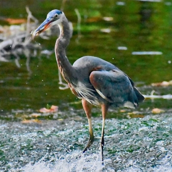 A tall bird catching a fish (Instagram@mva_photo)