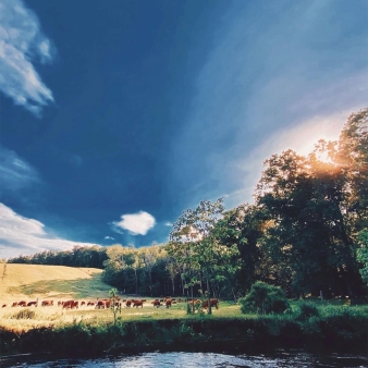 Cows in a pasture with trees and big blue sky (Instagram@deppinlove)