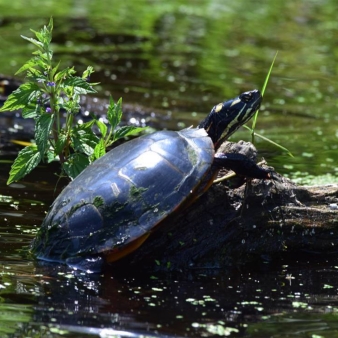 A turtle climbing onto a branch in the water (Instagram@jilli716)