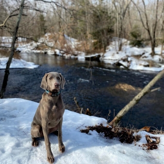 A dog standing in the snow near the river (Instagram@dnigs06)