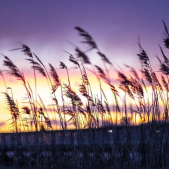 A sunset through the reeds at the beach (Instagram@captured_byjae)