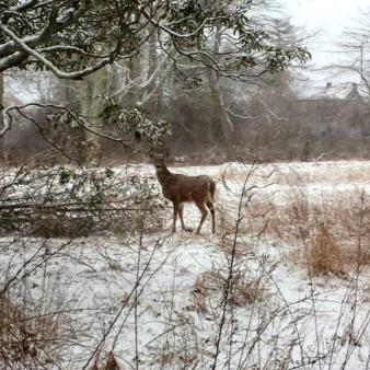 A deer in the snow at Seaside Park (Instagram@ieategsseverymorning)
