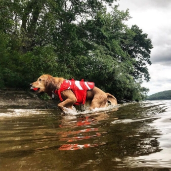 Dogs running in the water at Selden Neck (Instagram@bigrig_rigby)