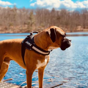 A dog at the side of the lake (Instagram@jake_the_boxer_life)