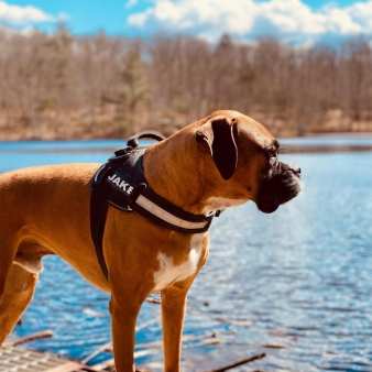 A dog at the side of the lake (Instagram@jake_the_boxer_life)