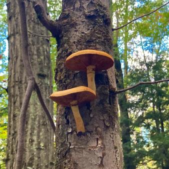Mushrooms growing on a tree (Instagram@maggiesherman)
