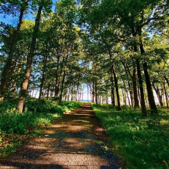 Sherwood Island path in forest (Instagram@shakirathepersian)