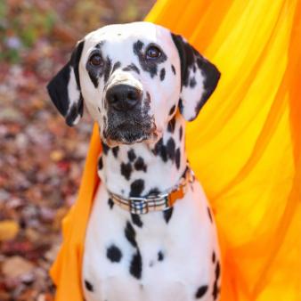 Dalmation sitting in tent at Southford Falls (Instagram@daldream)