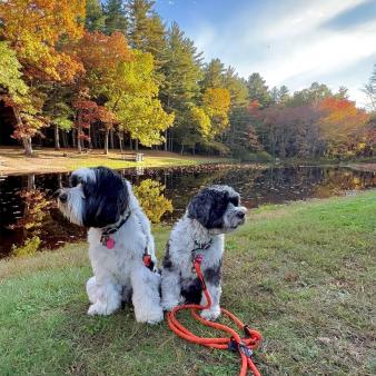 Dos perros en Stratton Brook Park (Instagram@sadie.and_.coop_)