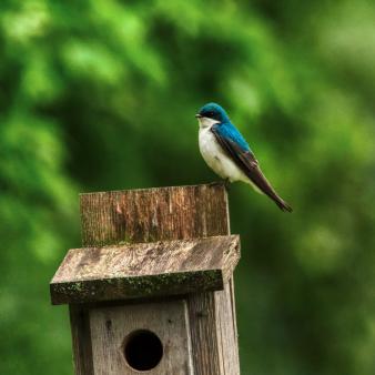 Observación de aves en el bosque estatal de Topsmead (Instagram@chris_washburn_photography)