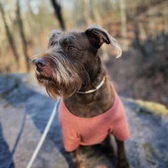 Dog on leash at Wadsworth Falls (Instagram@jackson_browne_griff)