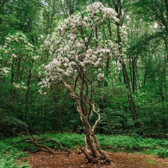 Mountain laurel inside Wadsworth State Park 