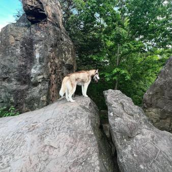 Husky caminando por West Rock Ridge (Instagram@kora_siberianhusky)