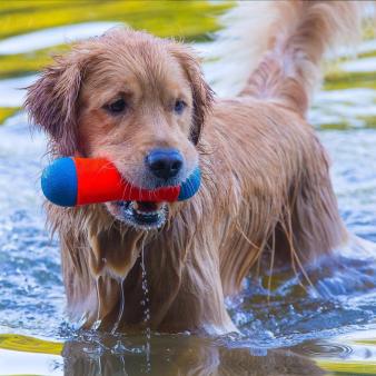 Dog holding chew toy at Wharton Brook (Instagram@p8photos)