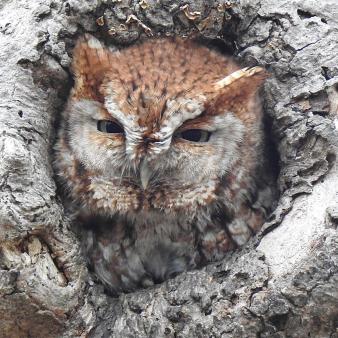 Owl in tree along Windsor Locks Canal (Instagram@alexthebirdlady)