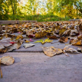 Windsor Meadows Leaves (Instagram@mbatchelderphoto)