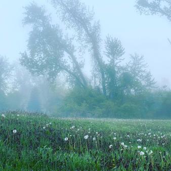 Niebla en Windsor Meadows (Instagram@themacali)