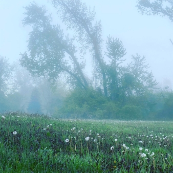 Fog at Windsor Meadows (Instagram@themacali)