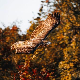 Hawk soaring over Hammonnassett State Park (Instagram@chrisreillyphoto)