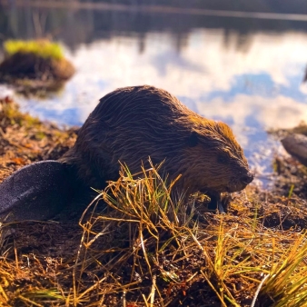 Retrato de castor en el Bosque Estatal de Pachaug (Instagram@connecticut.backcountry)