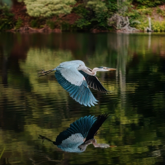 Blue Herron junto al estanque del Parque Estatal Black Rock (Instagram@lightngvis)