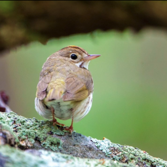 Bird sitting on branch at Bluff Point State Park (Instagram@pavel-hanc)