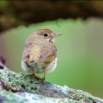 Pájaro posado en una rama del Parque Estatal Bluff Point (Instagram@pavel-hanc)