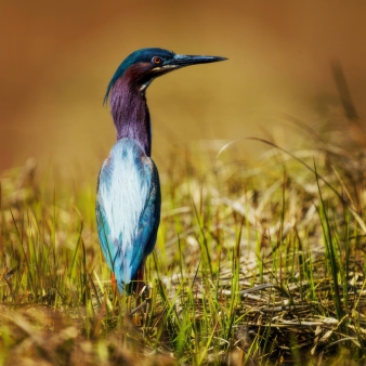 Observación de aves silvestres en el Parque Estatal Rocky Neck (Instagram@the-river-wildlife)