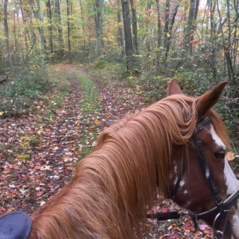 Horseback riding within Nipmuck State Forest (Instagram@taylor.fox84)